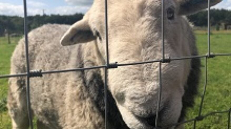 A guide to filming with animals