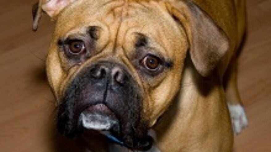 They”ve gone barking mad in film and TV