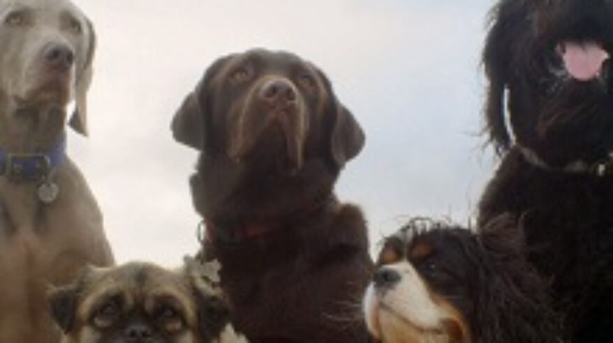 Life of Dogs in development for Discovery Channel