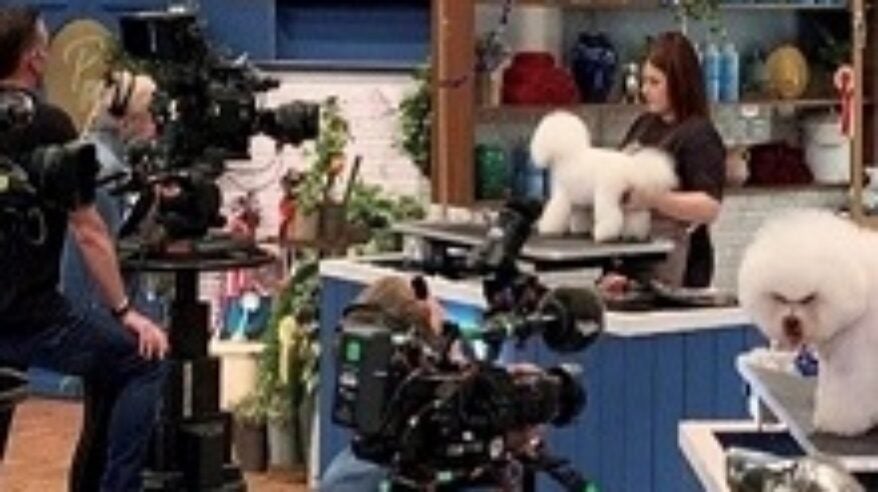 Initiative underway to transform animal welfare in film and TV