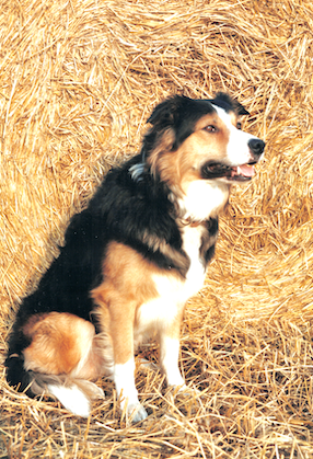 Border Collie Marley, Image credit Gerry Cott