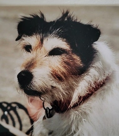 Small black, brown and white Jack Russell terrier with wiry coat 
